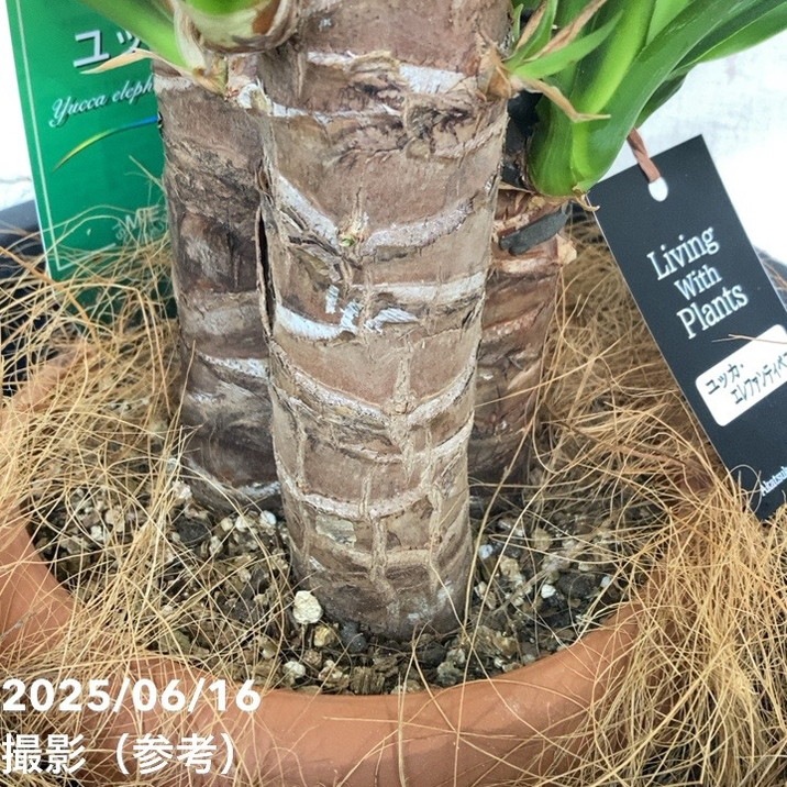 【現品お届け】赤塚オリジナルインテリアグリーン ユッカ エレファンティペス(OK8)|s200|手作04-PA