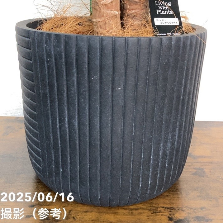 【現品お届け】赤塚オリジナルインテリアグリーン ユッカ エレファンティペス(OK8)|s200|手作04-PA