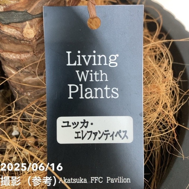 【現品お届け】赤塚オリジナルインテリアグリーン ユッカ エレファンティペス(OK8)|s200|手作04-PA