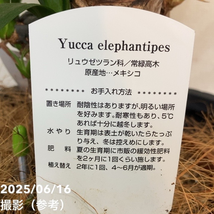 【現品お届け】赤塚オリジナルインテリアグリーン ユッカ エレファンティペス(OK8)|s200|手作04-PA