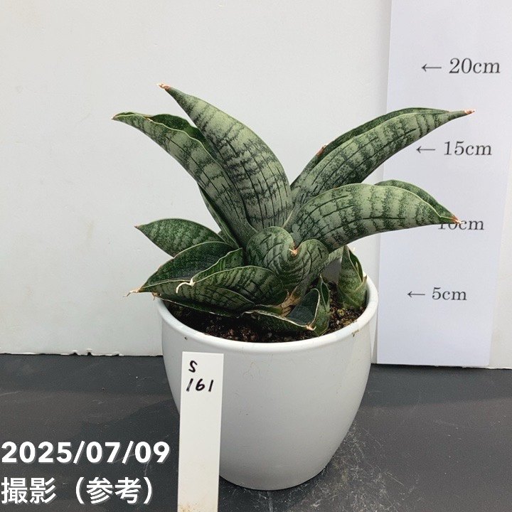 決算P5倍！10%OFF！8/2まで】【現品お届け】サンスベリア 4号 ライオン