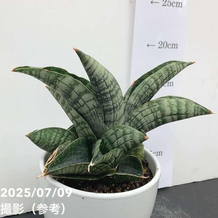 決算P5倍！10%OFF！8/2まで】【現品お届け】サンスベリア 4号 ライオン