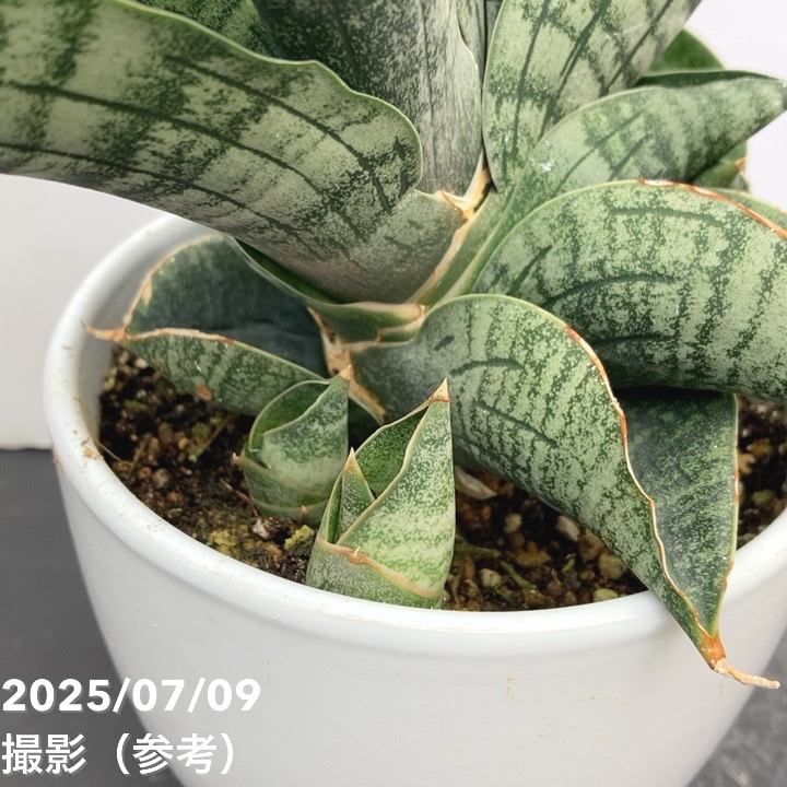 現品お届け】サンスベリア 4号 ライオンハート 白陶器鉢仕様（S160