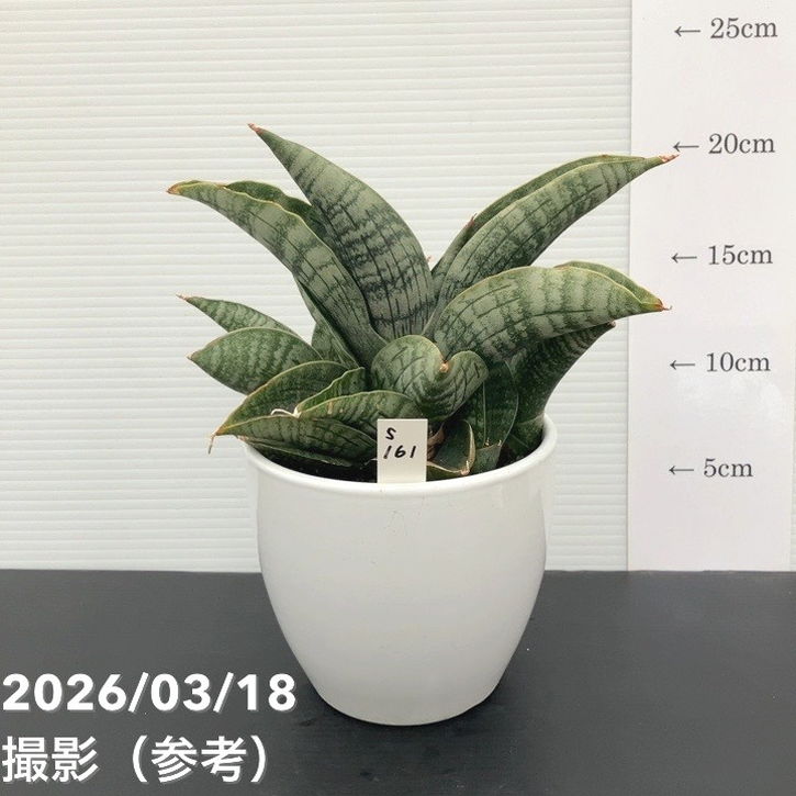 現品お届け】サンスベリア 4号 ライオンハート 白陶器鉢仕様（S161