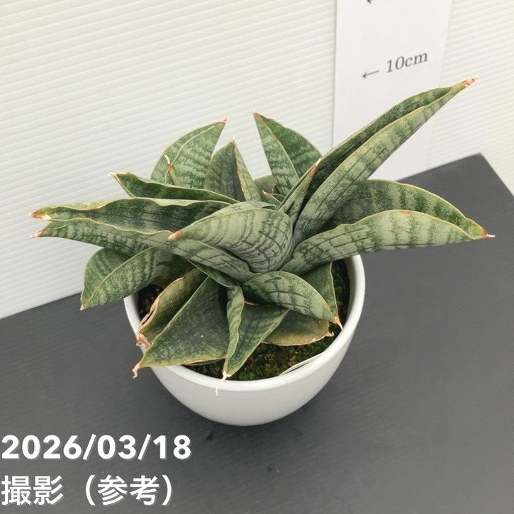 現品お届け】サンスベリア 4号 ライオンハート 白陶器鉢仕様（S161