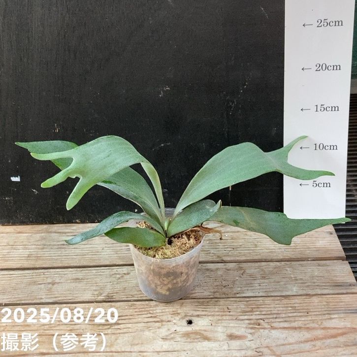 ビカクシダ 3号｜観葉04-PA | 観葉・多肉,[珍しい観葉] | 赤塚