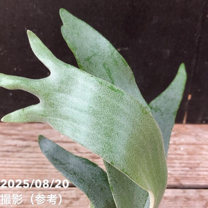 ビカクシダ 3号｜観葉04-PA | 観葉・多肉,[珍しい観葉] | 赤塚