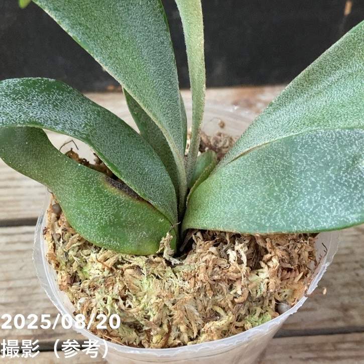 ビカクシダ 3号｜観葉04-PA | 観葉・多肉,[珍しい観葉] | 赤塚植物園