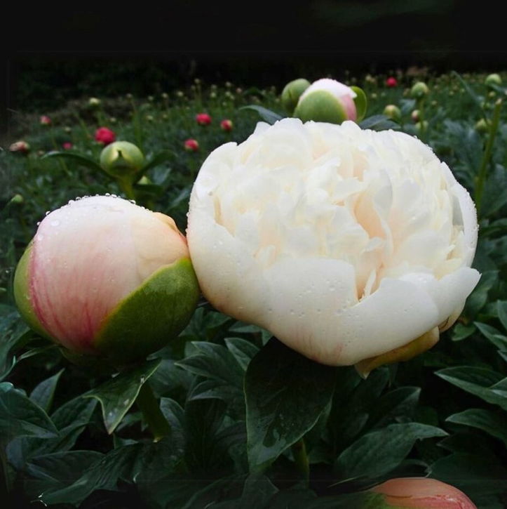 芍薬 シャクヤク 7号 ホワイトピーチ｜草花10-TU | 草花,芍薬・牡丹