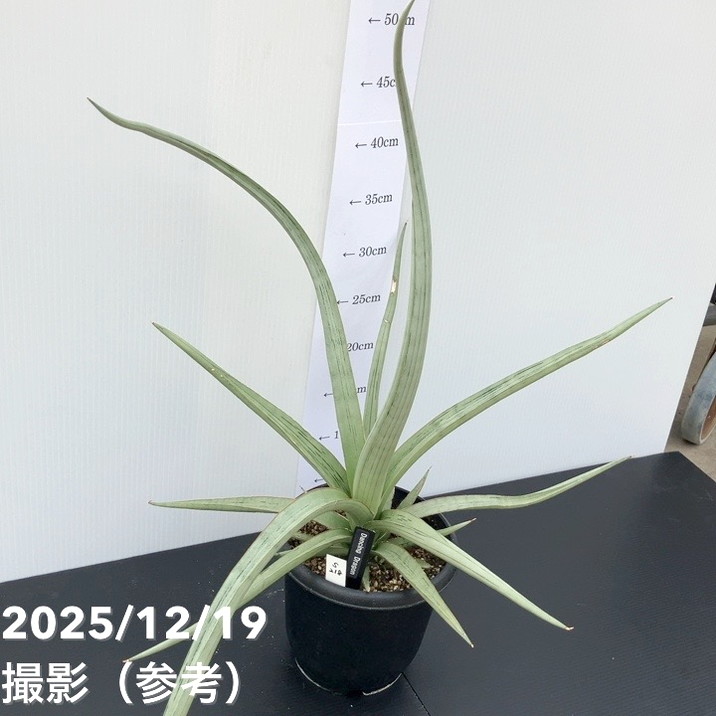 現品お届け】サンスベリア 5号 ダンシングドラゴン（S218）｜観葉02-D2