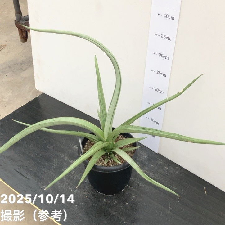 期間限定10％OFF！】【現品お届け】サンスベリア 5号 ダンシング