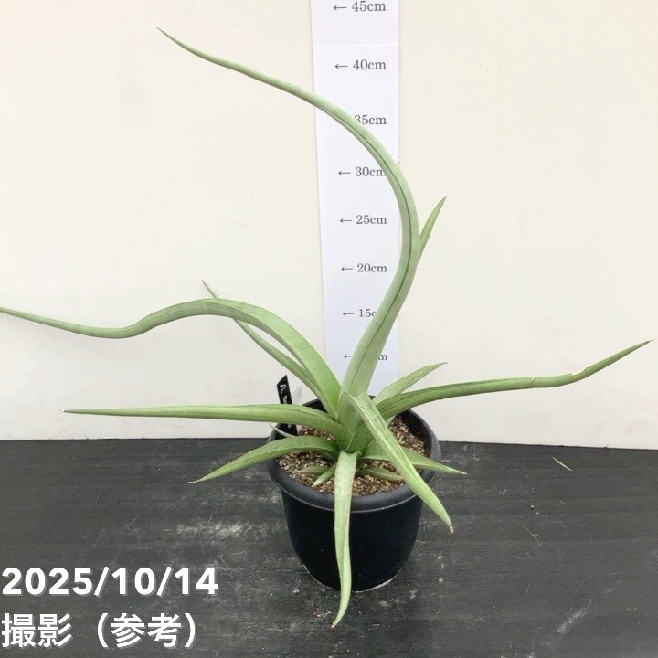 期間限定10％OFF！】【現品お届け】サンスベリア 5号 ダンシング