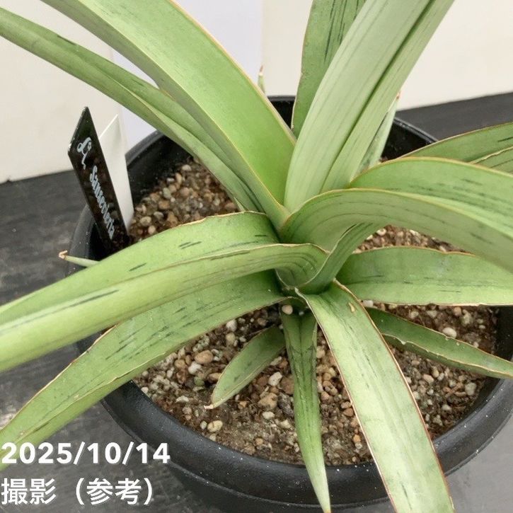 期間限定10％OFF！】【現品お届け】サンスベリア 5号 ダンシング