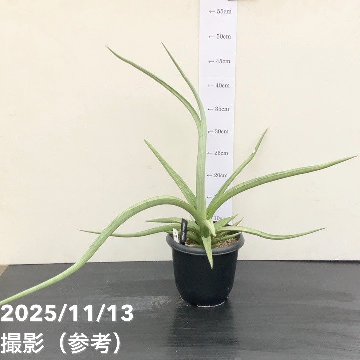 期間限定10％OFF！】【現品お届け】サンスベリア 5号 ダンシング