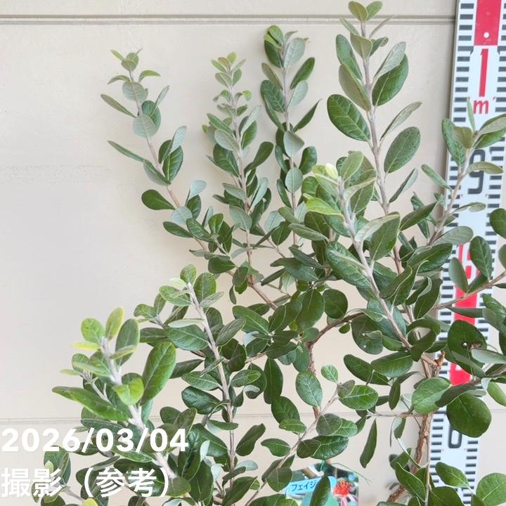 フェイジョア クーリッジ 8号｜s200｜果樹04-PA | 果樹 | 赤塚植物園