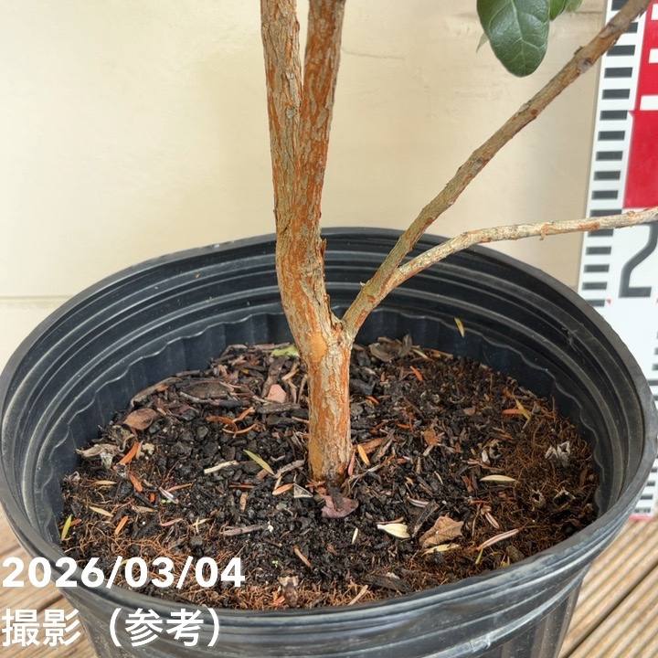 フェイジョア クーリッジ 8号｜s200｜果樹04-PA | 果樹 | 赤塚植物園