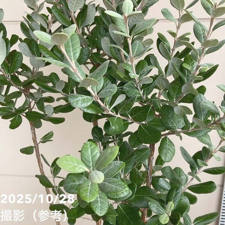 フェイジョア クーリッジ 7号｜s200｜果樹04-PA | 果樹 | 赤塚植物園