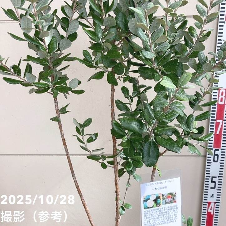 フェイジョア クーリッジ 7号｜s200｜果樹04-PA | 果樹 | 赤塚植物園