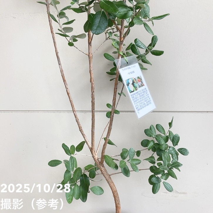 フェイジョア クーリッジ 7号｜s200｜果樹04-PA | 果樹 | 赤塚植物園