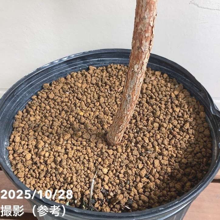 フェイジョア クーリッジ 8号｜s200｜果樹04-PA | 果樹 | 赤塚植物園