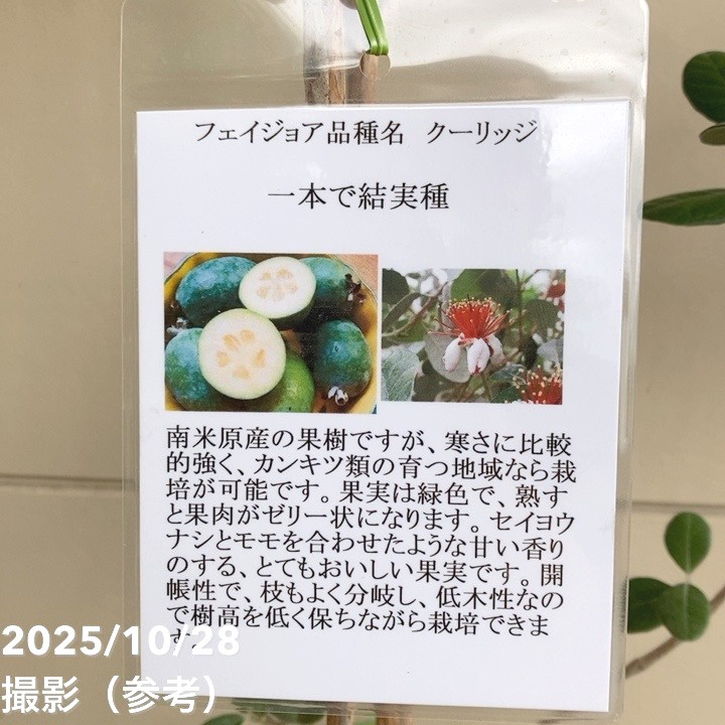 フェイジョア クーリッジ 8号｜s200｜果樹04-PA | 果樹 | 赤塚植物園