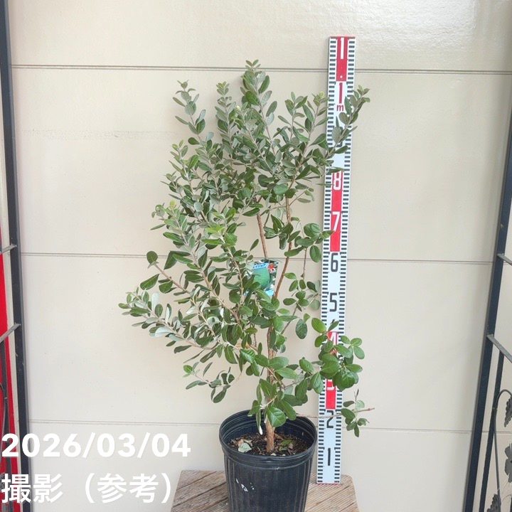 フェイジョア クーリッジ 8号｜s200｜果樹04-PA | 果樹 | 赤塚植物園