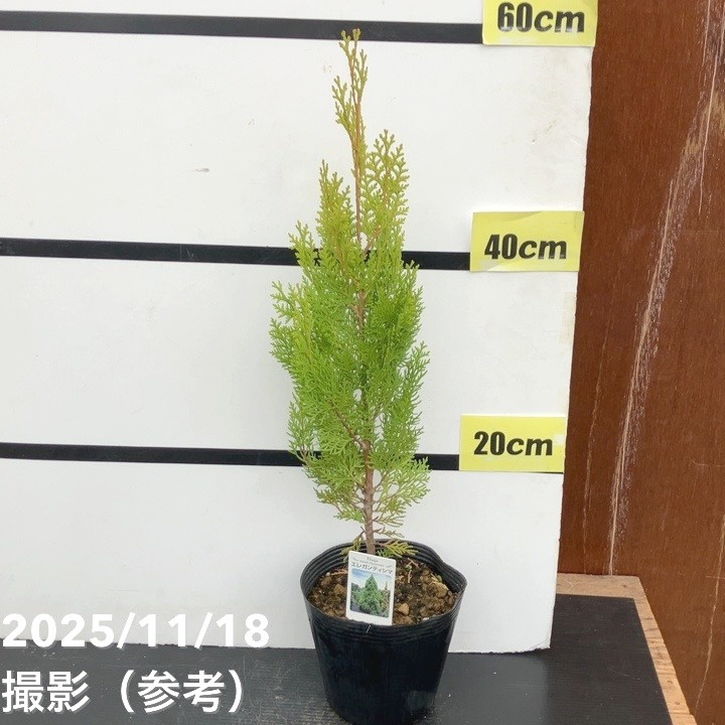 コニファー 立性 エレガンティシマ 5号｜花木10-TU | 花木・庭木,[垣根