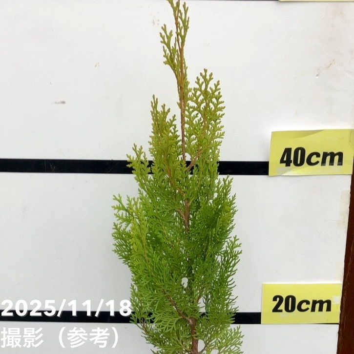 コニファー 立性 エレガンティシマ 5号｜花木10-TU | 花木・庭木,[垣根