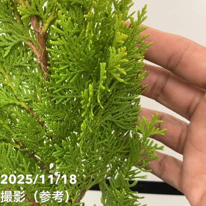 コニファー 立性 エレガンティシマ 5号｜花木10-TU | 花木・庭木,[垣根