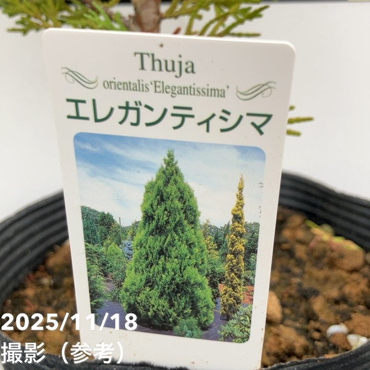 コニファー 立性 エレガンティシマ 5号｜花木10-TU | 花木・庭木,[垣根