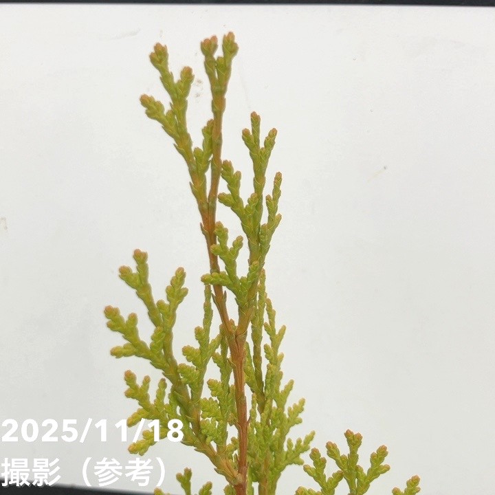 65周年記念セール】コニファー 立性 エレガンティシマ 5号｜花木10-TU