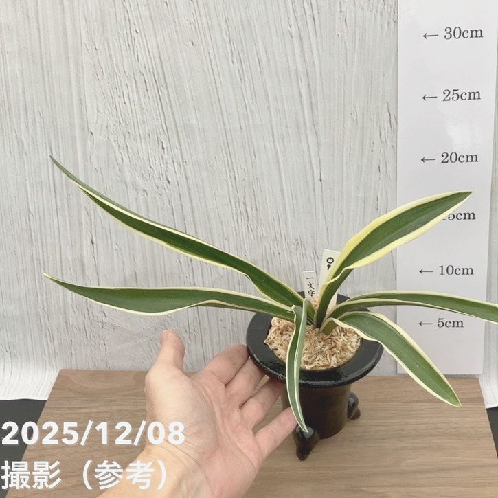 現品お届け】豊明園 万年青 オモト 一文字 江戸 陶器鉢（O7）｜観葉10