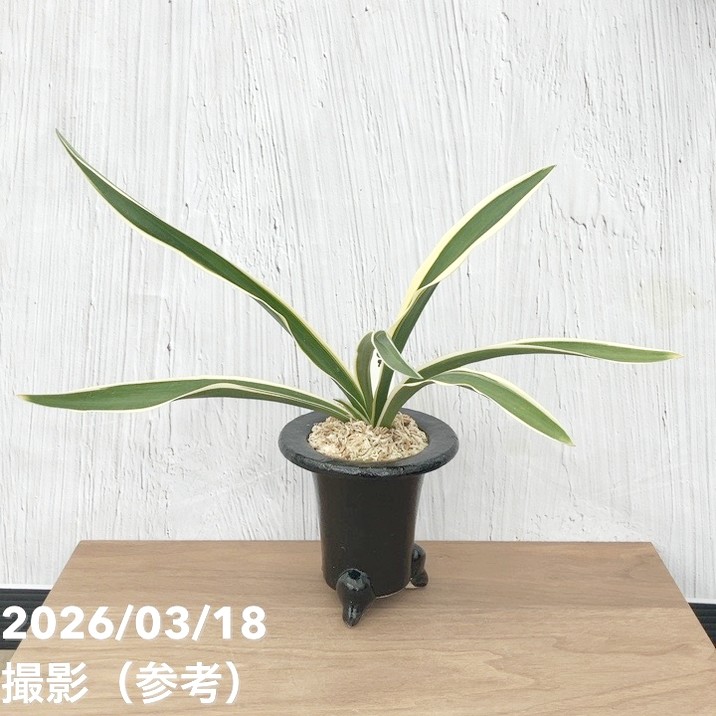 現品お届け】豊明園 万年青 オモト 一文字 江戸 陶器鉢（O7）｜観葉10