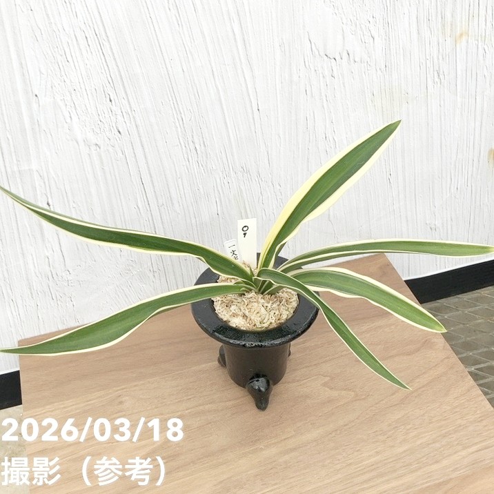 現品お届け】豊明園 万年青 オモト 一文字 江戸 陶器鉢（O7）｜観葉10