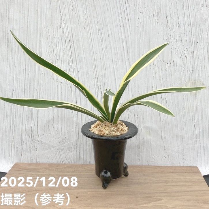 現品お届け】豊明園 万年青 オモト 一文字 江戸 陶器鉢（O7）｜観葉10