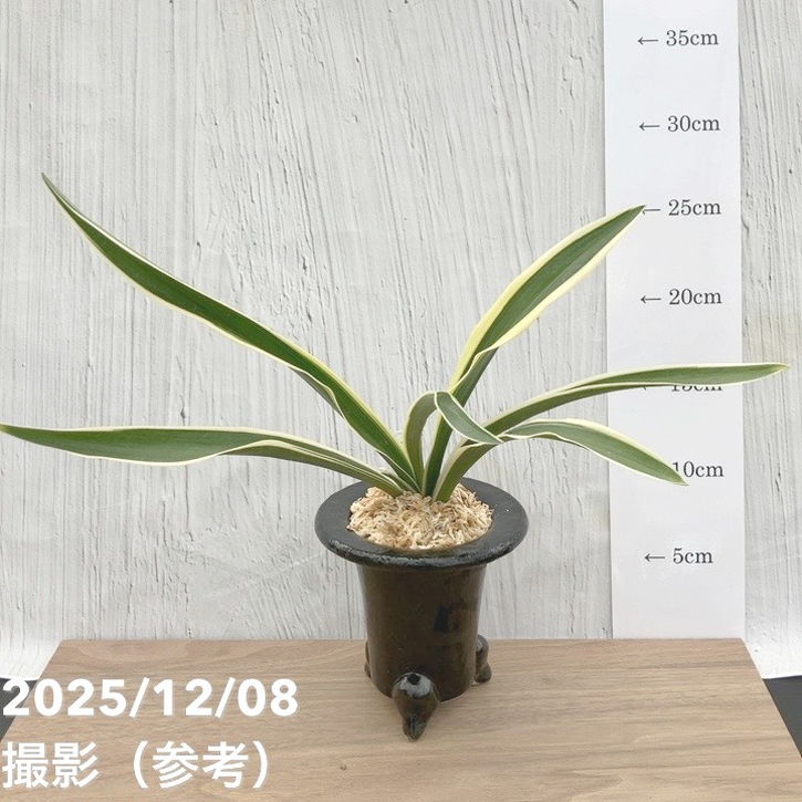 現品お届け】豊明園 万年青 オモト 一文字 江戸 陶器鉢（O7）｜観葉10