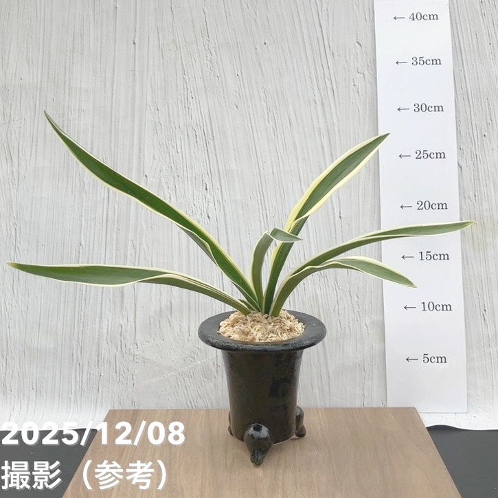 万年青鉢　オモト　白地 七宝　外径約10.8cm　豊明園　モダン 現品お届け】豊明園 万年青 オモト 一文字 江戸 陶器鉢（O7）｜観葉10