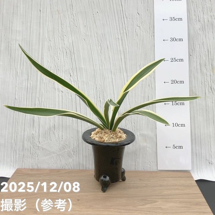 現品お届け】豊明園 万年青 オモト 一文字 江戸 陶器鉢（O7）｜観葉10