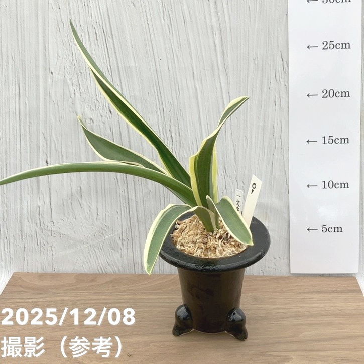 現品お届け】豊明園 万年青 オモト 一文字 江戸 陶器鉢（O7）｜観葉10