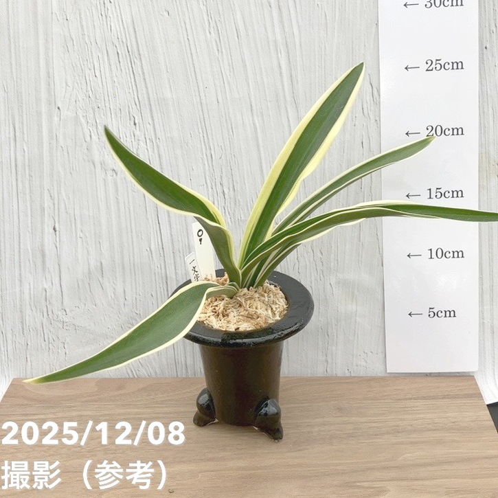 現品お届け】豊明園 万年青 オモト 一文字 江戸 陶器鉢（O7）｜観葉10