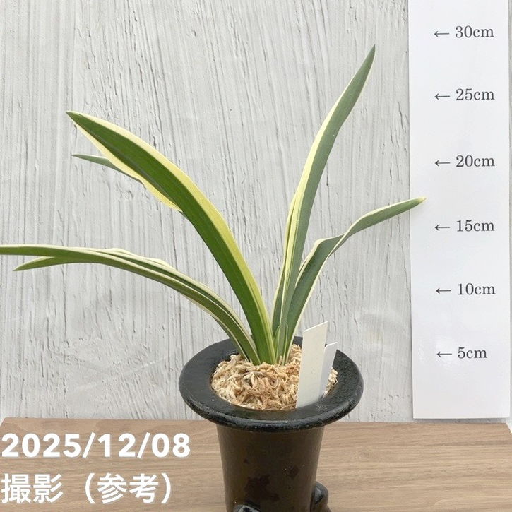 万年青鉢　オモト　白地 七宝　外径約10.8cm　豊明園　モダン 現品お届け】豊明園 万年青 オモト 一文字 江戸 陶器鉢（O7）｜観葉10