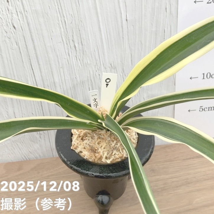 現品お届け】豊明園 万年青 オモト 一文字 江戸 陶器鉢（O7）｜観葉10