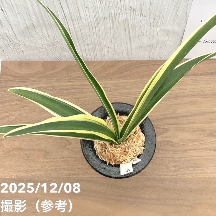 現品お届け】豊明園 万年青 オモト 一文字 江戸 陶器鉢（O7）｜観葉10