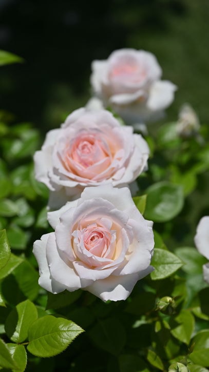 バラ大苗 ラ・ソヴァジーヌ・テル・エ・パッション 7号 Delbard