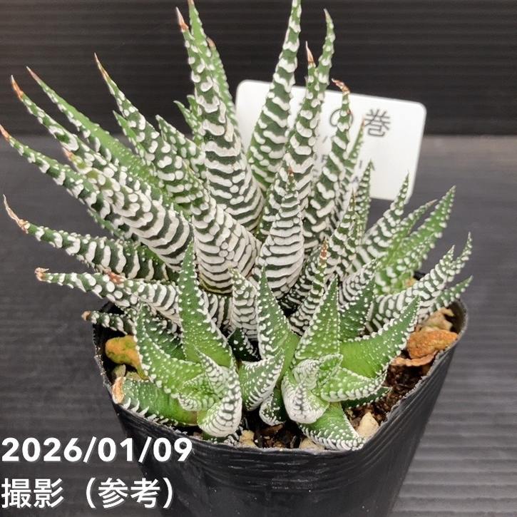 ハオルチア 十二の巻（ジュウニノマキ）ワイドバンド 2.5号 2鉢セット