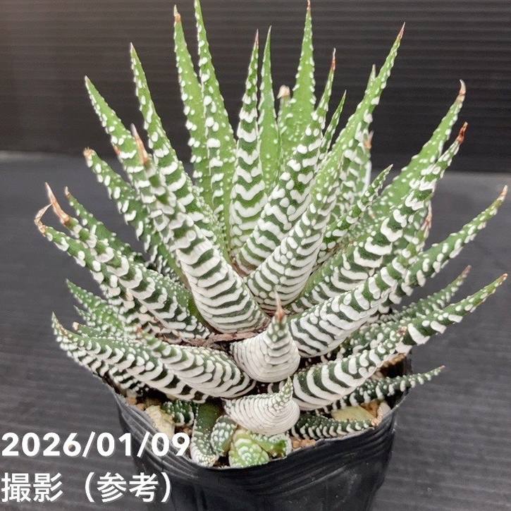 ハオルチア 十二の巻（ジュウニノマキ）ワイドバンド 2.5号 2鉢セット