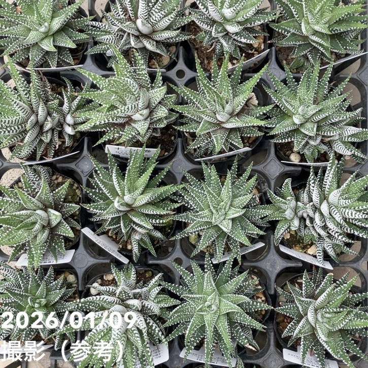 ハオルチア 十二の巻（ジュウニノマキ）ワイドバンド 2.5号 2鉢セット