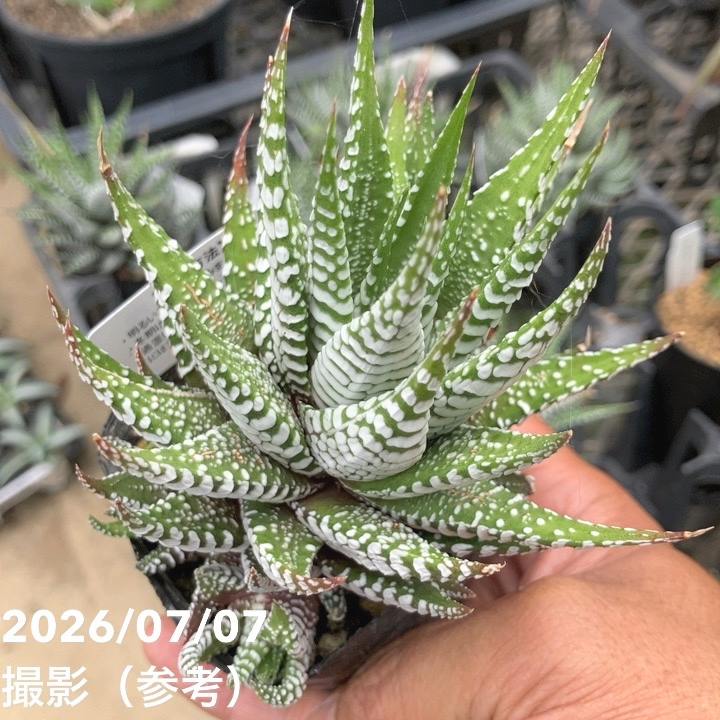 ハオルチア 十二の巻 寄せ植え 8株セット 決算P5倍！10%OFF！8/2まで】ハオルチア 十二の巻（ジュウニノマキ