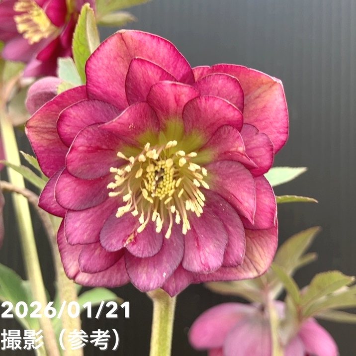 一点物】加藤農園 クリスマスローズ フレグランスクリスマスローズ 4.5