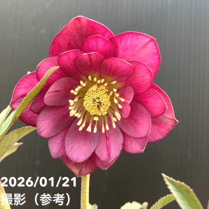 一点物】加藤農園 クリスマスローズ フレグランスクリスマスローズ 4.5